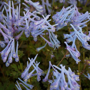 Corydalis_flexuosa_purple_leaf_form.jpg
