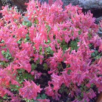 Corydalis_solida_george_baker.jpg