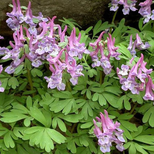 Corydalis solida ssp incisa