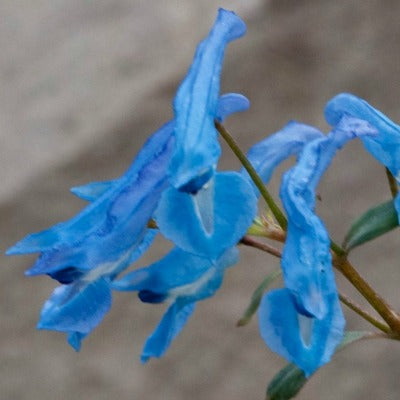 Corydalis_Kingfisher