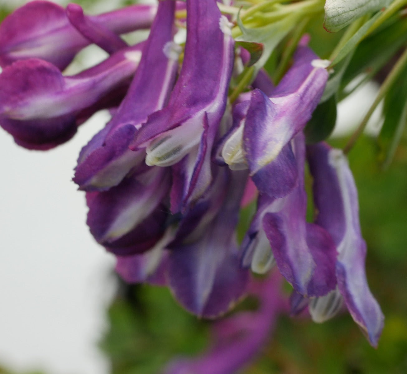 Corydalis Korn's Purple