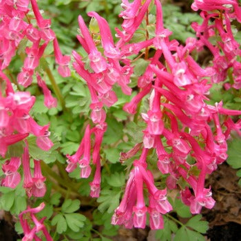 Corydalis_solida_beth_evans.jpg