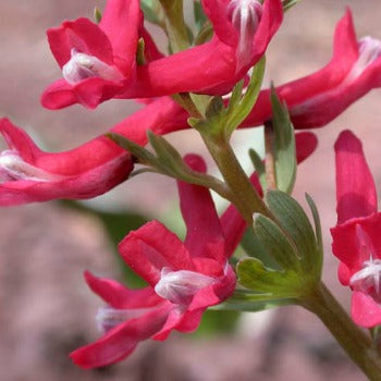 Corydalis_solida_Firecracker
