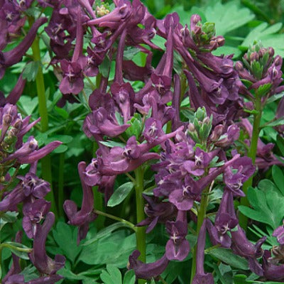 Corydalis_solida_Purple_Bird