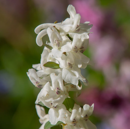 Corydalis solida Snowy Owl