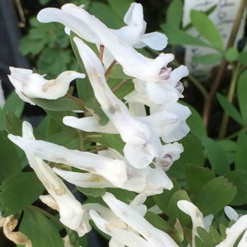 Corydalis_solioda_White_Swallow