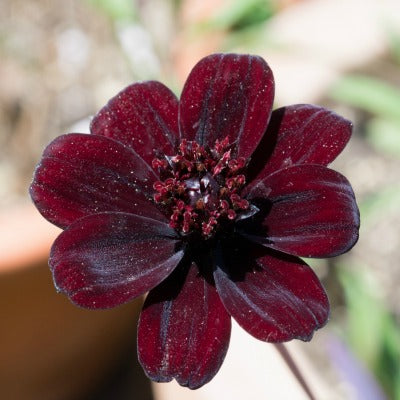 Cosmos_atrosanguineus