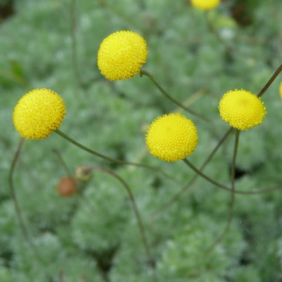 Cotula_hispida