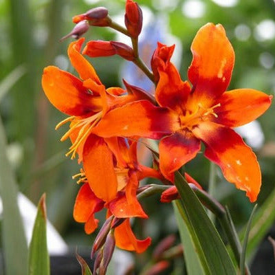 Crocosmia 'Emily McKenzie