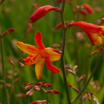 Crocosmia_x_crocosmiiflora_jackanapes.jpg