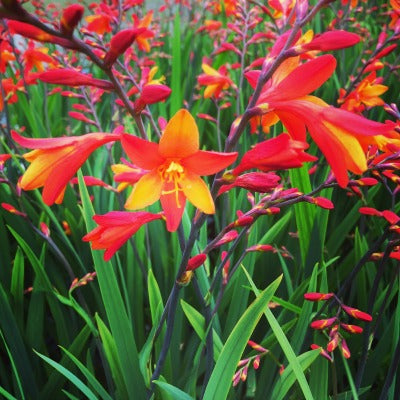 Crocosmia_x_crocosmiiflora_jackanapes.jpg