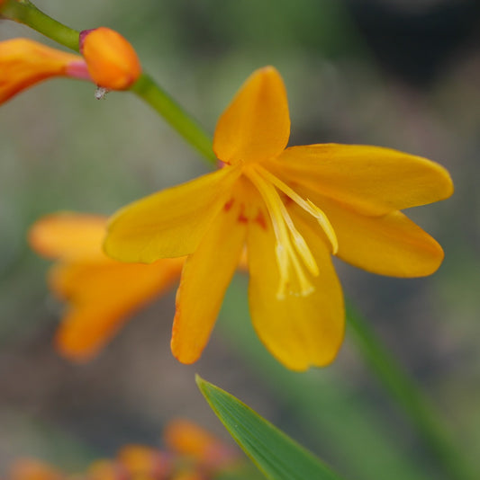 Crocosmia Mellow Yellow