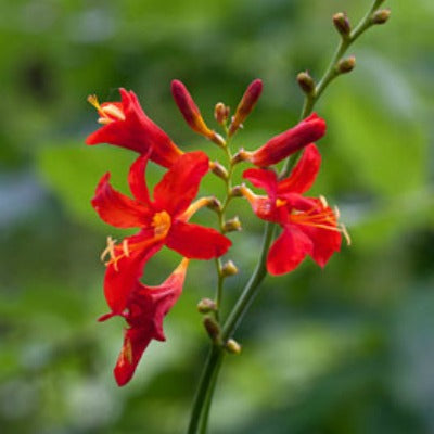 crocosmia_Red_King