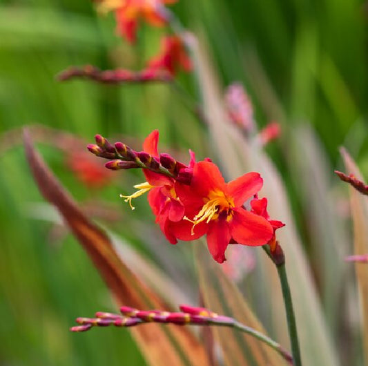 Crocosmia x crocosmiflora Saracen