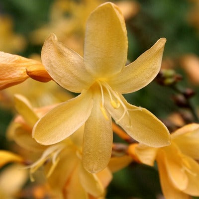 Crocosmia 'Solfatare'