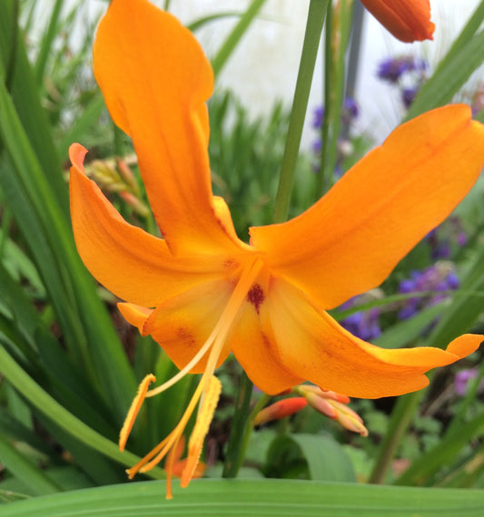 Crocosmia_Star_of_the_East