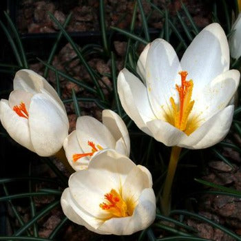 Crocus_niveus