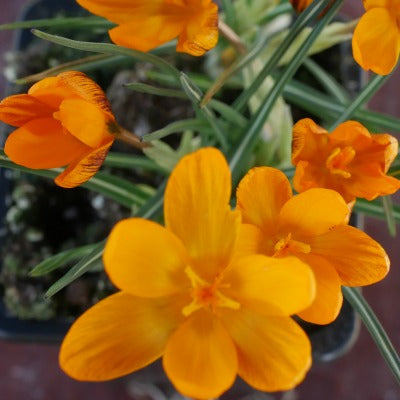 Crocus_olivieri_Orange_Monarch