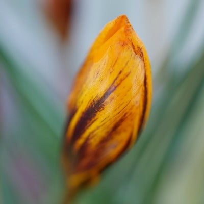 Crocus_olivieri_Orange_Monarch