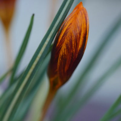 Crocus_olivieri_Orange_Monarch