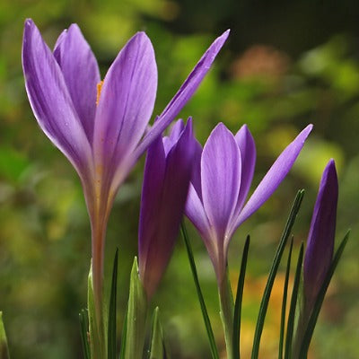 Crocus serotinus salzmanii atropurpureus