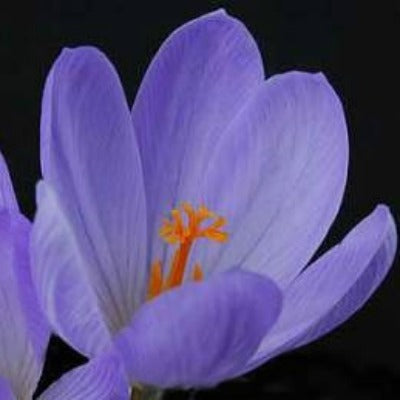 Crocus serotinus salzmanii atropurpureus