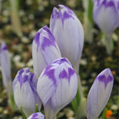 Crocus_heuffelianus_Shock_Wave