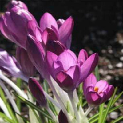Crocus tommasinianus Claret