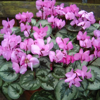 Cyclamen_coum.jpg