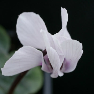 Cyclamen_coum_Alba