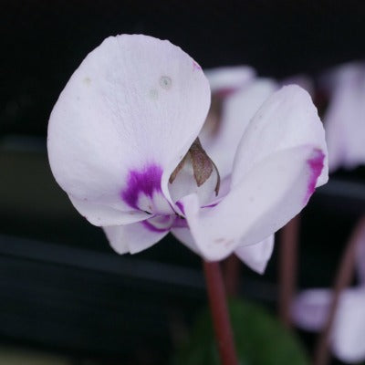 Cyclamen_coum_Pale_Pink