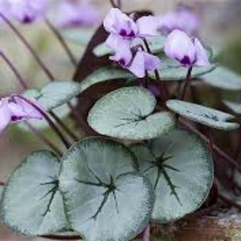 Cyclamen_coum_pewter_leaf