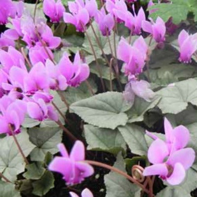Cyclamne_hederifolium_Silver_Leaf