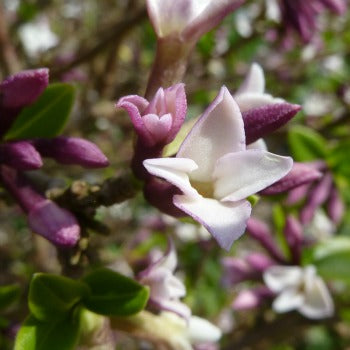 Daphne_tangutica