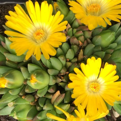 Delosperma_congestum