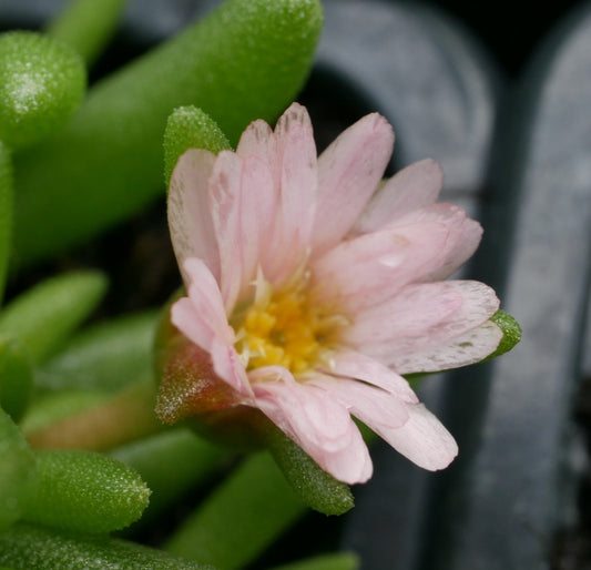 Delosperma Pretty in Pink