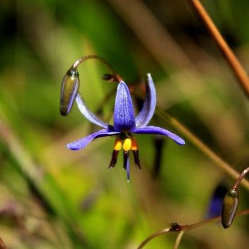 Dianella_revoluta