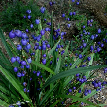 Dianella_tasmanica.jpg