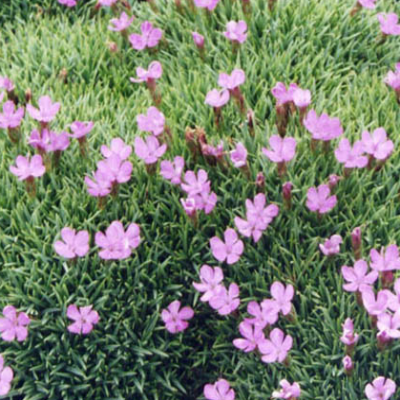 Dianthus_anatolicus