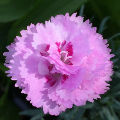 Dianthus_Dreamer