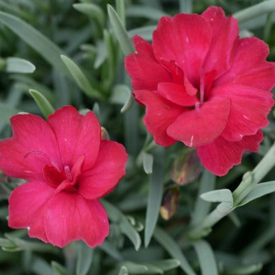 Dianthus_Fusilier