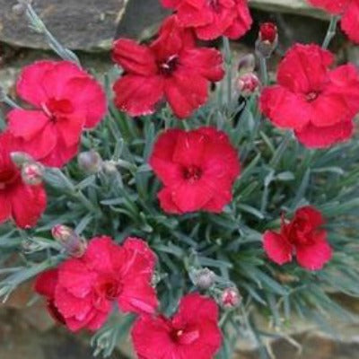 Dianthus_Fusilier