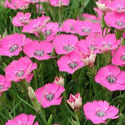 Dianthus_Inshriach_Dazzler