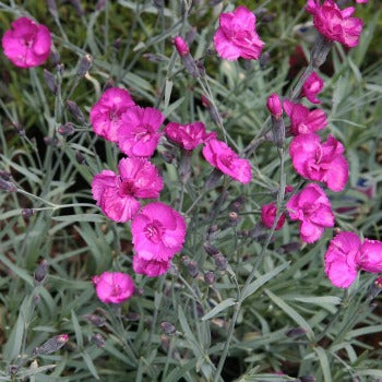 Dianthus_warden_hybrid.jpg