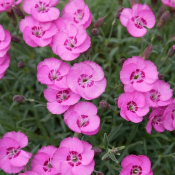 Dianthus_Whatfield_Joy
