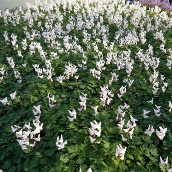 Dicentra_cucularia_Little_Angels