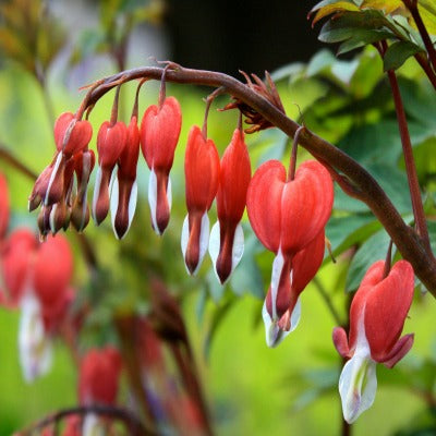 Dicentra_Valentine