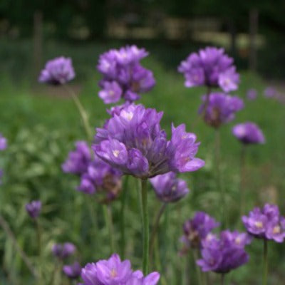 Dichelostemma congestum