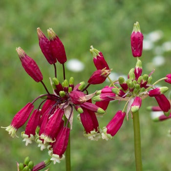 Dichelostemma_ida-maia.jpg