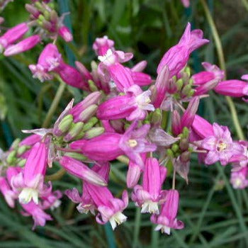 Dichelostemma_pink_diamond.jpg